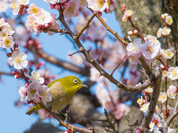 早咲きの桜・梅まつり開催情報－伊豆で楽しむ早春旅－