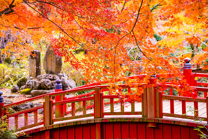 秋を楽しむ♪大江戸温泉物語とセットで行きたい紅葉スポット特集