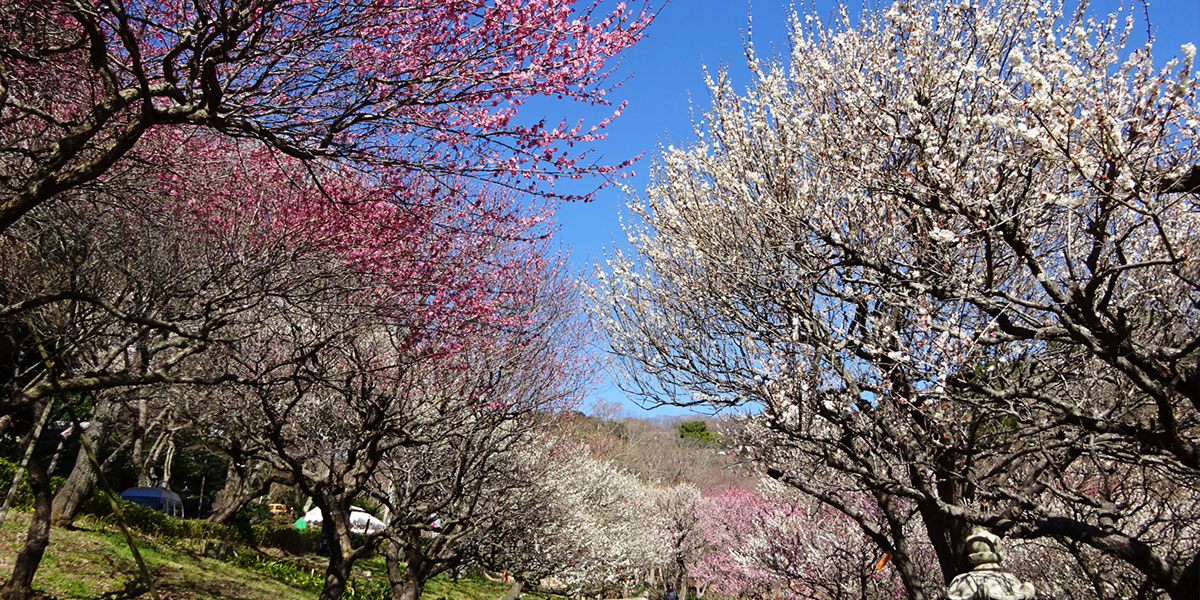 早咲きの梅＆桜を両方見られる！熱海梅園で楽しむひと足早い春
