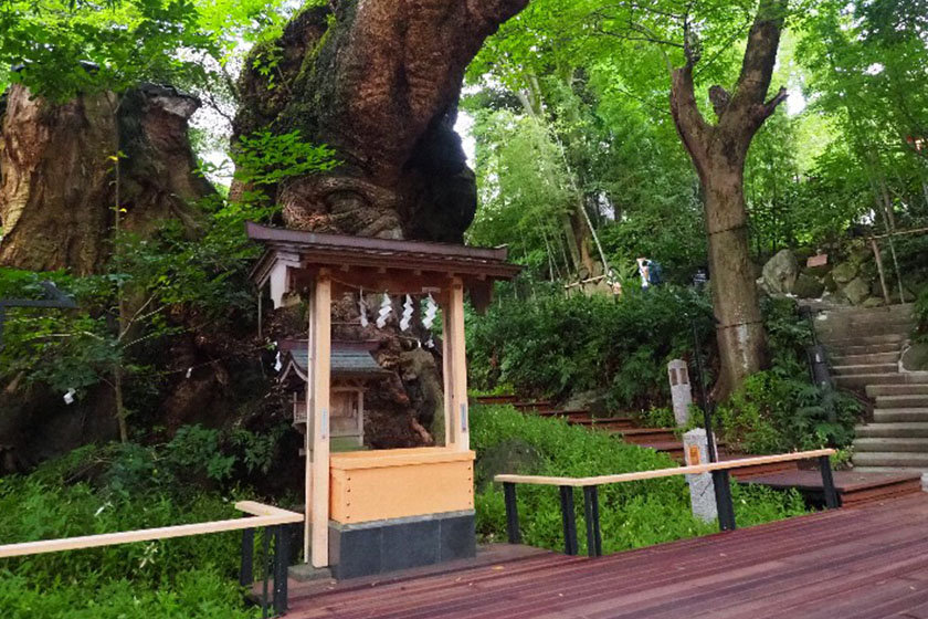 日本屈指のパワースポット「来宮神社」で願いを叶える！